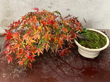 Bonsai di Acero Palmato, da seme, a cascata usato  Vanzaghello