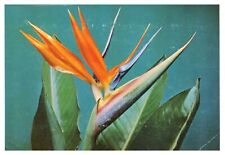 Strelitzia Crane Flower Nature Unposted Wob Chrome Postcard for sale  Shipping to South Africa