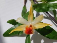 Dendrobium cariniferum assam gebraucht kaufen  Rheinau