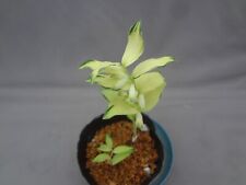Polygonatum odoratum kichou for sale  USA