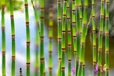 Horsetail plant cuttings for sale  Russell