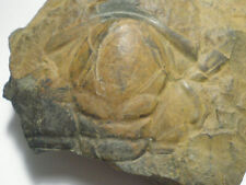 Used, A small collection of Cambrian fossils, trilobites and Eurypterid partials. for sale  Shipping to South Africa