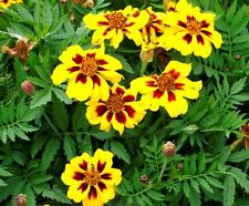 Flower marigold tagettes for sale  SALISBURY