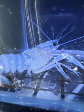 Electric blue crayfish for sale  Torrance