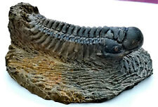 Trilobite fossile crotalocepha usato  Sanremo