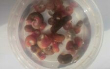 20 Mixed Ramshorn Snails Clean Up Crew Shrimp Tank Aquarium Pond Live Fish Food  for sale  GAINSBOROUGH