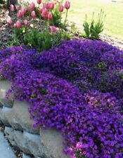 Purple rockcress flower for sale  New Hill