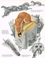 Weasel animal print for sale  DEREHAM