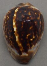 SEA SHELL CYPRAEA ZOILA ELUDENS  57. 1 mm. NICE, HEAVY, COLORFUL SHELL, used for sale  Shipping to South Africa