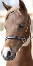 Miniature horse show for sale  STOCKTON-ON-TEES