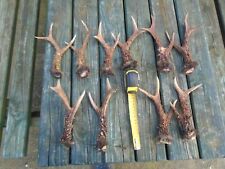 Roe deer antlers for sale  RIPON