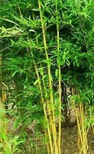 Golden bamboo seeds for sale  Selmer