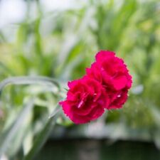 Carnation trailing live for sale  Gastonia