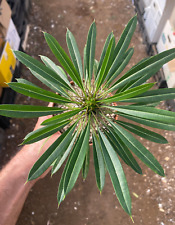 Pachypodium lamerei cactus usato  Menfi