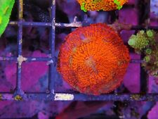 Rainbow acan enchinata for sale  CLACTON-ON-SEA