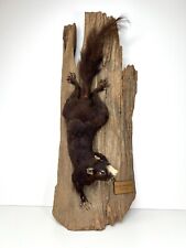 Vintage taxidermy brown for sale  Decatur