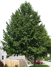 Superior hybrid poplar for sale  Lehi