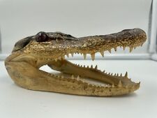 Gator head taxidermy for sale  ALEXANDRIA