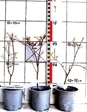 Acer palmatum butterfly gebraucht kaufen  Bad Bergzabern