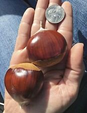 European giant chestnut for sale  Russell