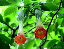 RED ANGEL'S TRUMPET brugmansia sanguinea flower flowering tree seed 10 seeds for sale  Shipping to South Africa