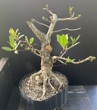 Green buttonwood bonsai for sale  Miami