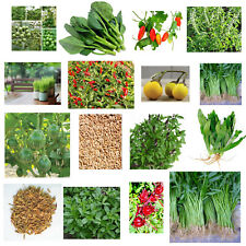 Thai vegetable herb for sale  CRIEFF