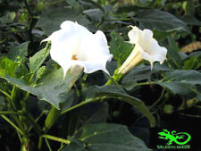 datura usato  Tuglie