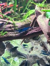 Blue velvet freshwater for sale  Somersworth
