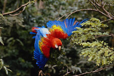 654062 scarlet macaw for sale  UK