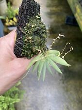 fern plants sword for sale  North Royalton