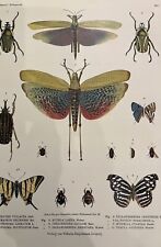 Póster antiguo de colección de arte zoológico estampado del libro 19 C polilla mariposa insecto, usado segunda mano  Embacar hacia Argentina
