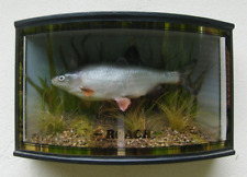 Cased roach fish for sale  EXETER