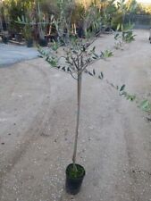 Albero frutto olivo usato  Corato