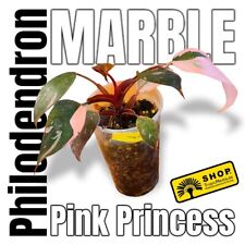 Philodendron pink princess gebraucht kaufen  Berlin