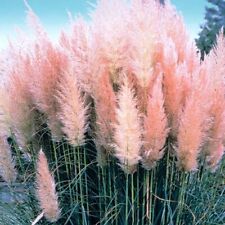 Cordateria pink feather for sale  GAINSBOROUGH