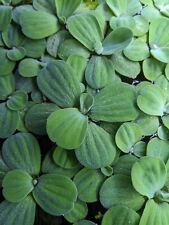 Dwarf water lettuce for sale  BUDE