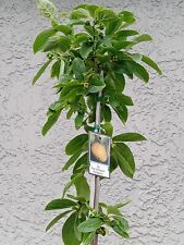 Grafted persimmon izu for sale  Palm Bay