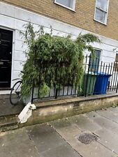 bamboo plants for sale  LONDON