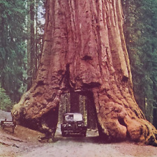 California Postcard Wawona Redwood Tree Grove Yosemite Valley Sequoia Car K136 for sale  Shipping to Canada