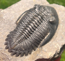 Trilobite fossil hollardops for sale  Shipping to Ireland