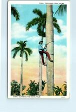 Postcard cuba climbing for sale  Stevens Point
