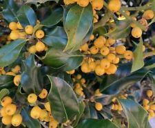 Golden holly yellow for sale  LONDON