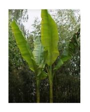 Musa sikkimensis banane d'occasion  Expédié en France