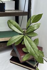 Hoya crassipetiolata hanging for sale  Centralia