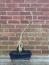 bonsai tree wisteria for sale  LEEDS