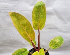 Philodendron painted lady for sale  Reseda