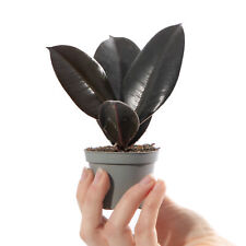 Baby rubber plant for sale  UK