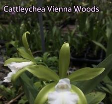 Rare orchid cattleyachea for sale  Torrance