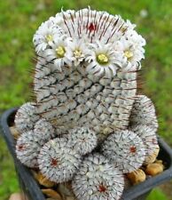 Fresh cactus seed for sale  UK